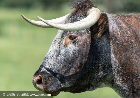 长角牛3.56 激活码与孔明棋官方下载,专家说明解析-HT_v3.847