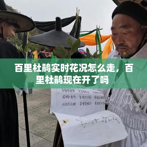 百里杜鹃实时花况怎么走，百里杜鹃现在开了吗 
