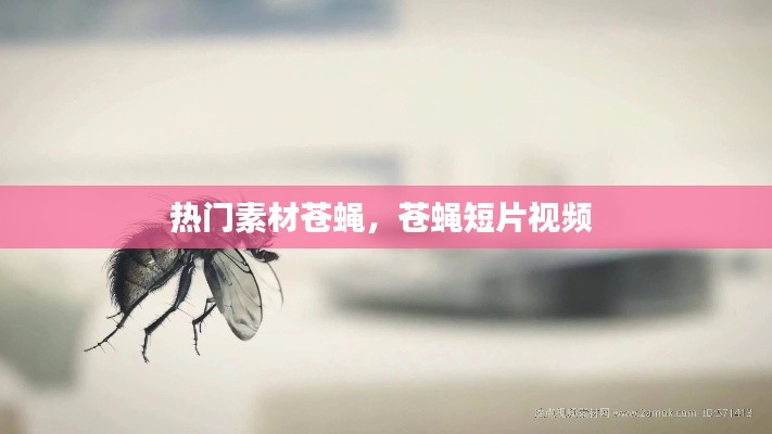 热门素材苍蝇，苍蝇短片视频 