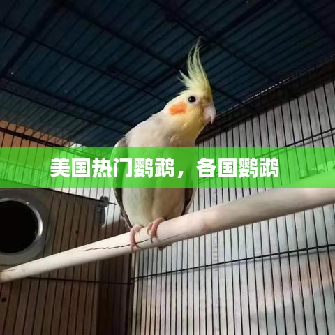 美国热门鹦鹉，各国鹦鹉 