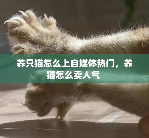 养只猫怎么上自媒体热门，养猫怎么卖人气 
