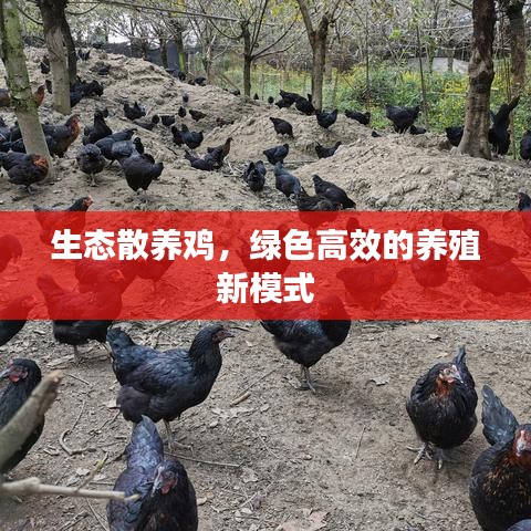 生态散养鸡，绿色高效的养殖新模式