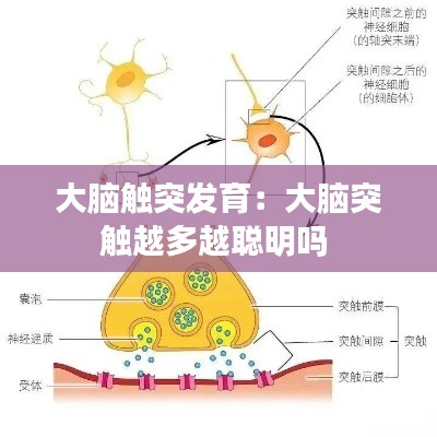 大脑触突发育：大脑突触越多越聪明吗 