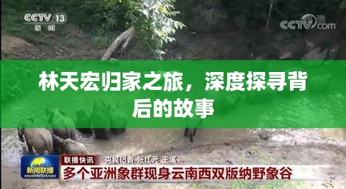 林天宏归家之旅，深度探寻背后的故事