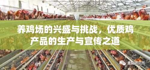 养鸡场的兴盛与挑战，优质鸡产品的生产与宣传之道
