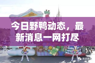今日野鸭动态，最新消息一网打尽