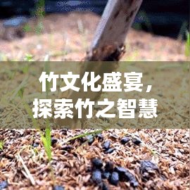 竹文化盛宴，探索竹之智慧，传承绿色精神