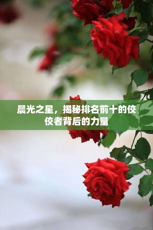 晨光之星，揭秘排名前十的佼佼者背后的力量