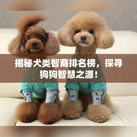 揭秘犬类智商排名榜，探寻狗狗智慧之源！