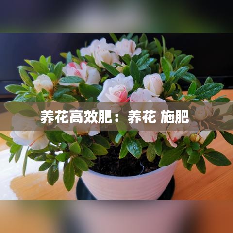 养花高效肥：养花 施肥 
