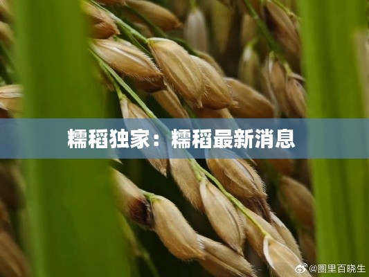 糯稻独家：糯稻最新消息 