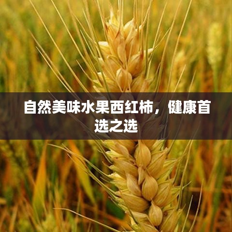 自然美味水果西红柿，健康首选之选