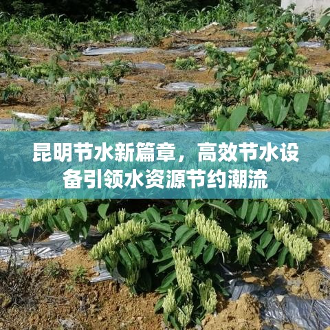 洵属可贵 第2页