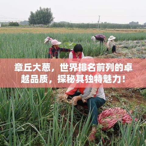 章丘大葱，世界排名前列的卓越品质，探秘其独特魅力！