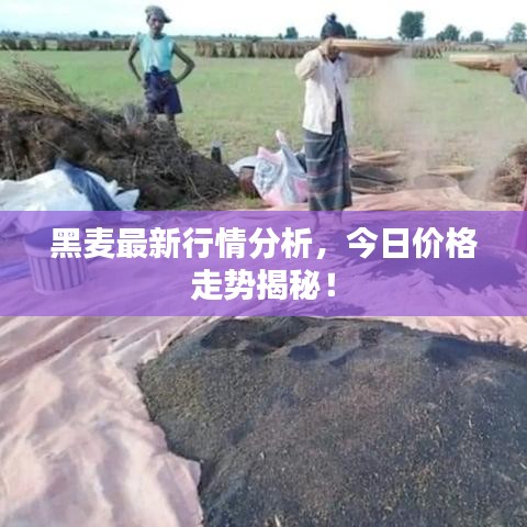 黑麦最新行情分析，今日价格走势揭秘！