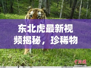 东北虎最新视频揭秘，珍稀物种的神秘踪迹探索