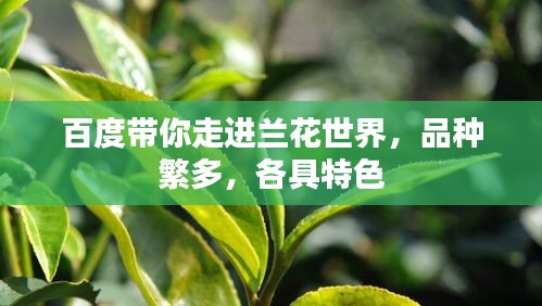 百度带你走进兰花世界，品种繁多，各具特色