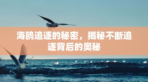 海鸥追逐的秘密，揭秘不断追逐背后的奥秘