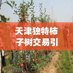 天津独特柿子树交易引发热议，新闻头条揭秘独特商机！