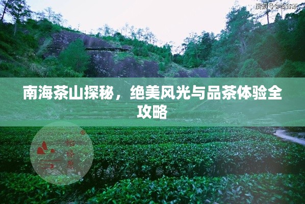 南海茶山探秘，绝美风光与品茶体验全攻略