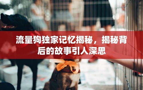 流量狗独家记忆揭秘，揭秘背后的故事引人深思