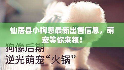 仙居县小狗崽最新出售信息，萌宠等你来领！
