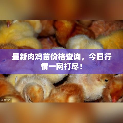 最新肉鸡苗价格查询，今日行情一网打尽！