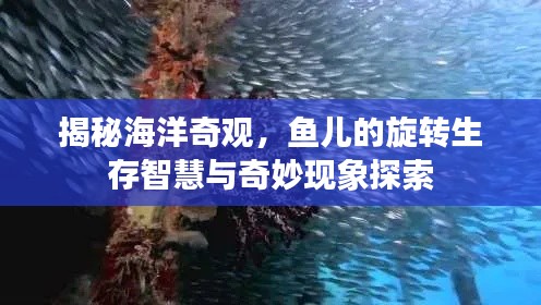 揭秘海洋奇观，鱼儿的旋转生存智慧与奇妙现象探索