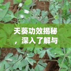 天葵功效揭秘，深入了解与全面探索