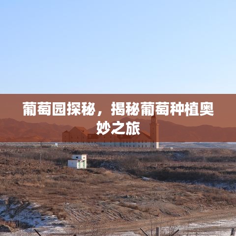 葡萄园探秘，揭秘葡萄种植奥妙之旅