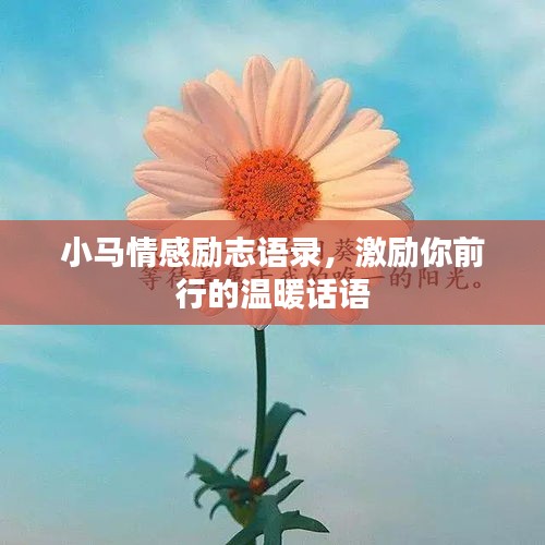 小马情感励志语录，激励你前行的温暖话语