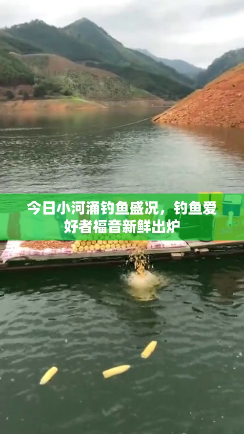 今日小河涌钓鱼盛况，钓鱼爱好者福音新鲜出炉