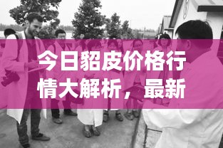 今日貂皮价格行情大解析，最新市场动态，全面了解行情！