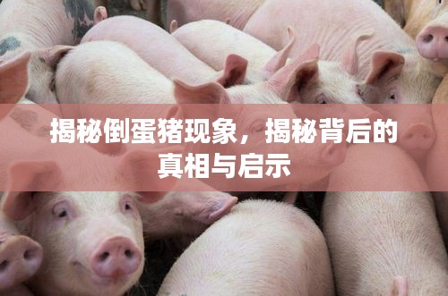 揭秘倒蛋猪现象，揭秘背后的真相与启示